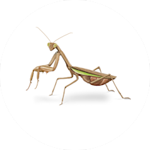 آخوندک