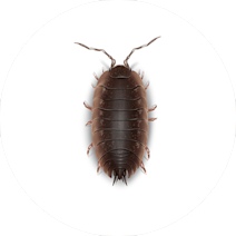 خرخاکی