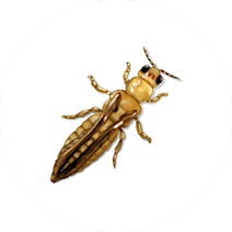 تریپس