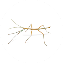 حشره چوبی