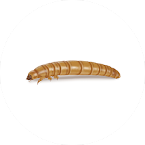 کرم آرد زرد