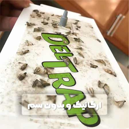 فرومون جذب شپشه هندی با تله چسبی پروانه (guve feromunu)