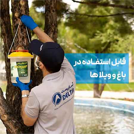 تله سطلی مگسdeltrap  با پودر جاذب راسیون