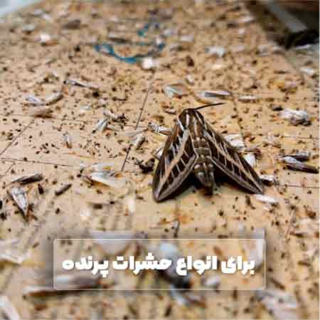 تله چسبی دلترپ حشرات 30 * 60 Deltrap