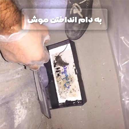 تله موش زنده گیر پلاستیکی