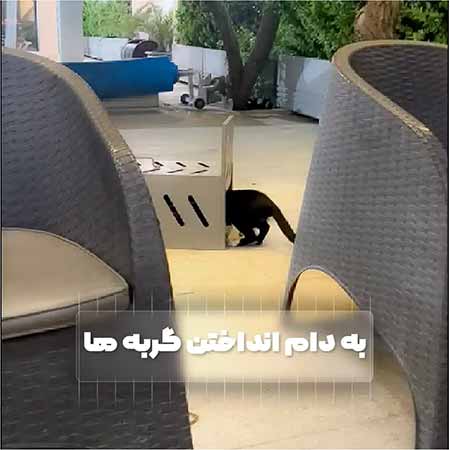 تله گربه گیر CAT TRAP
