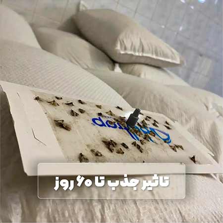 فرومون جذب شپشه هندی با تله چسبی پروانه (guve feromunu)