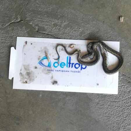 تله چسبی موش و مارمولک