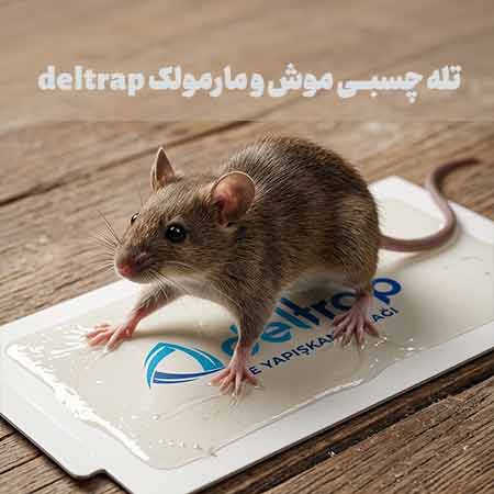 تله چسبی موش و مارمولک