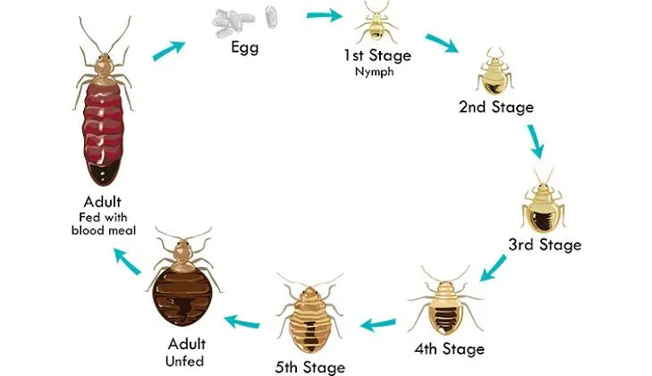 ساس.jpg