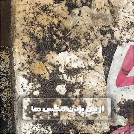 سم کنسانتره پرموکیل 50 سی سی