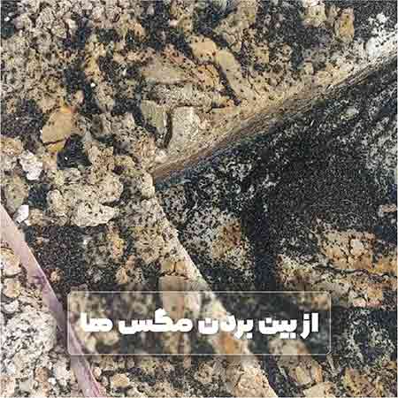 سم کنسانتره پرموکیل 50 سی سی