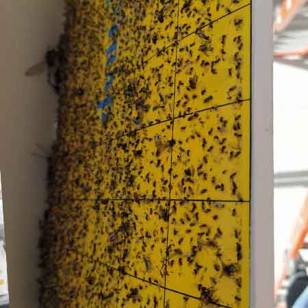 دستگاه حشره کش برقی با تله چسبی  deltrap مدل دیواری استیل DS160