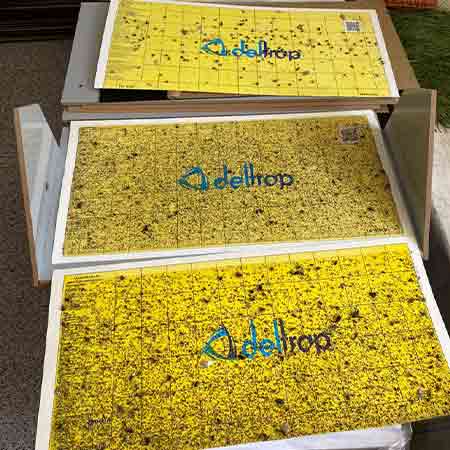 تله چسبی دلترپ حشرات 30 * 60 Deltrap