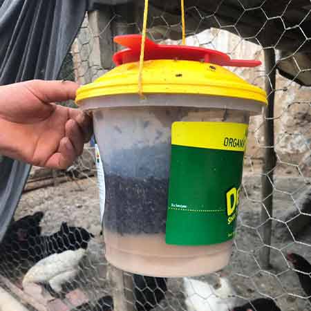 تله سطلی مگسdeltrap  با پودر جاذب راسیون