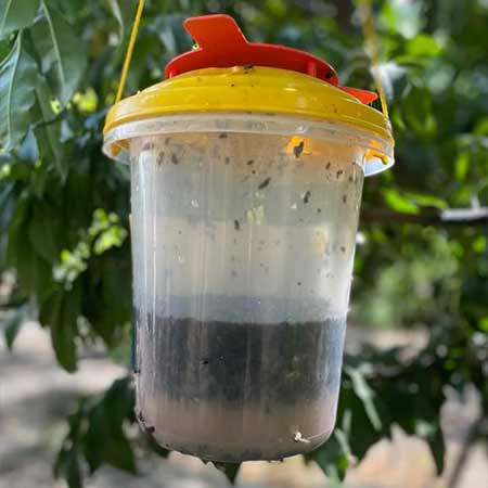 تله سطلی مگسdeltrap  با پودر جاذب راسیون