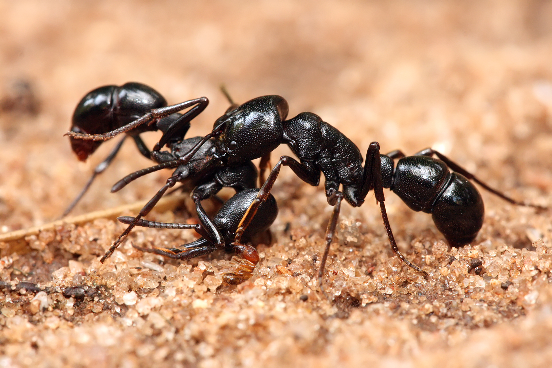 Plectroctena sp ants