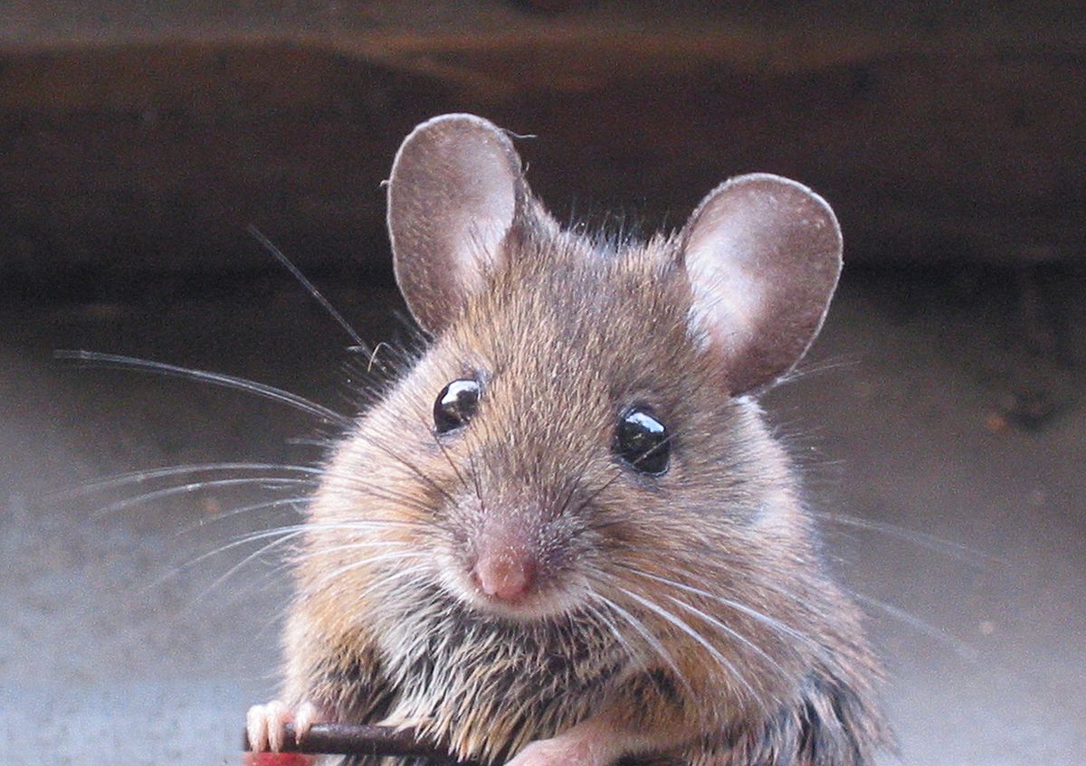 موش ها و علائمی که از خود در خانه به جا می گذارند