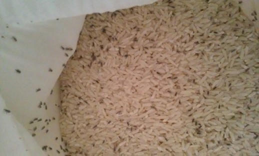 rice with Sitophilus oryzae