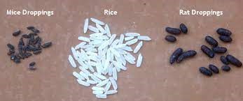 مقایسه اندازه دو نوع فضله موش با برنج