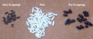 مقایسه شکل انواع فضله موش و برنج