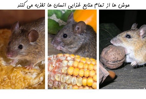 موش ها و مواد غذایی مورد علاقه آنها