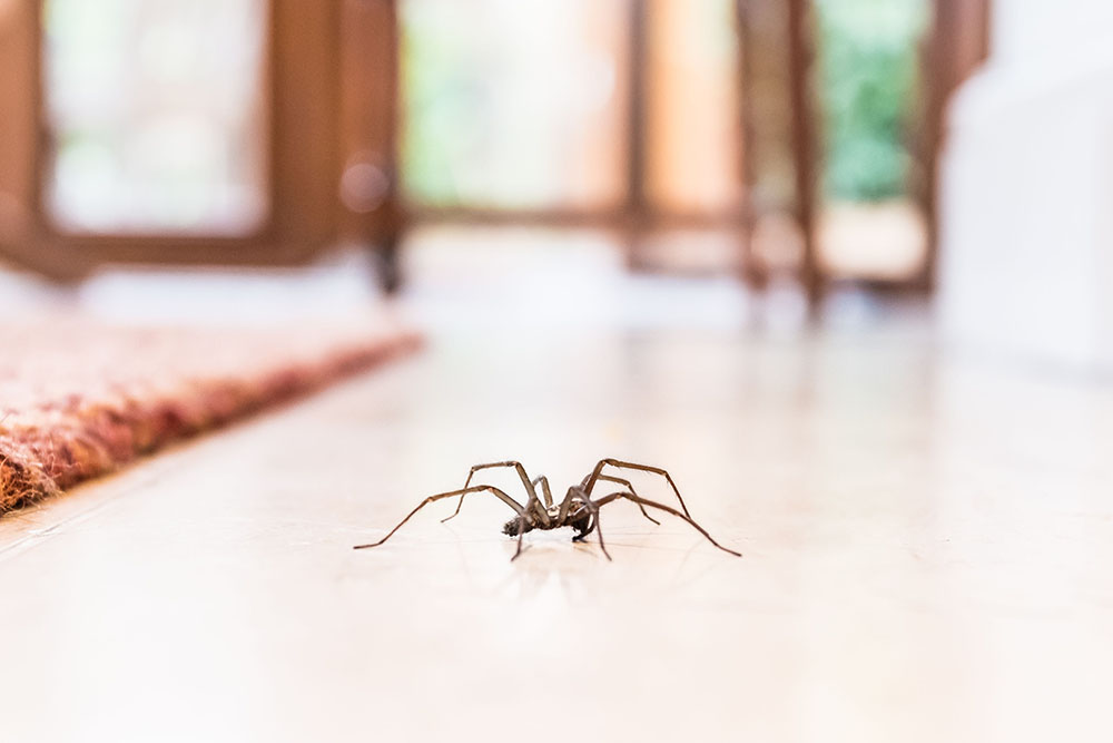 common house spider on the floor in a home royalty small