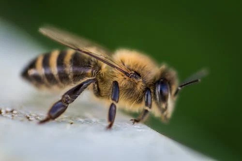 زنبور عسل طلایی