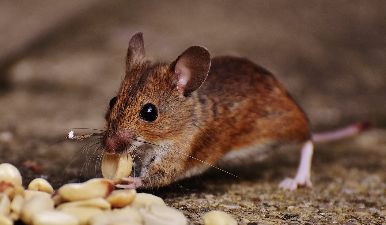 موش در حال خوردن غذا