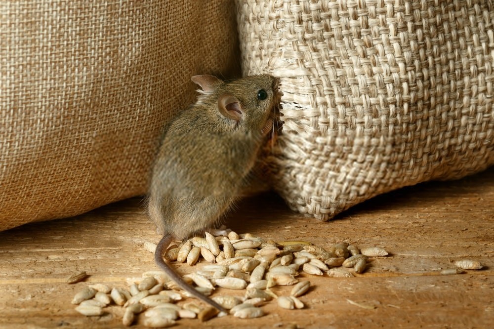 پاره شدن کیسه برنج توسط موش