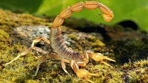 عقرب ها) (Scorpiones
