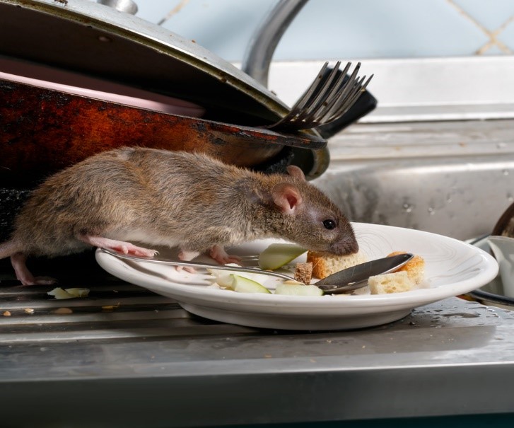 موش در حال غذا
