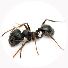 مورچه خانه سیاه