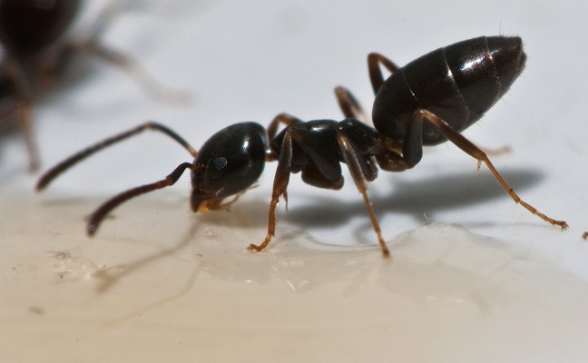 مورچه خانگی بودار