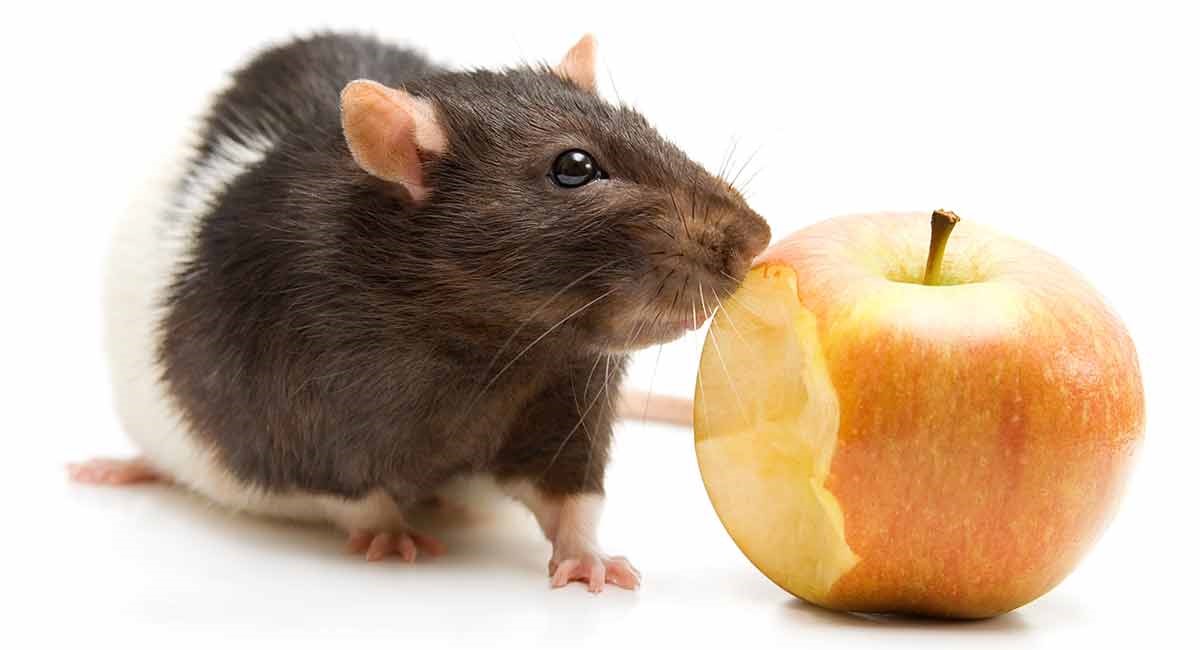 موش و مواد غذایی