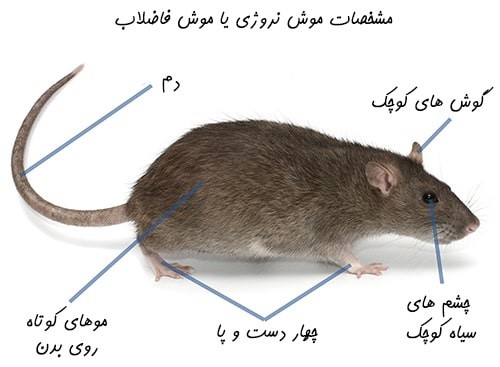 ساختار موش