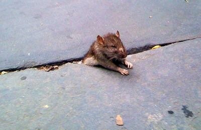 موش خیابانی