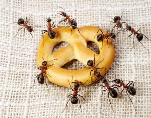 تغذیه مورچه ها