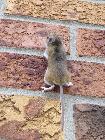 موش روی دیوار