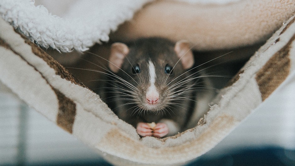 حقایقی جالب در خصوص موش ها