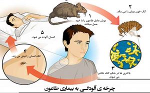 چرخه آلودگی موش ها