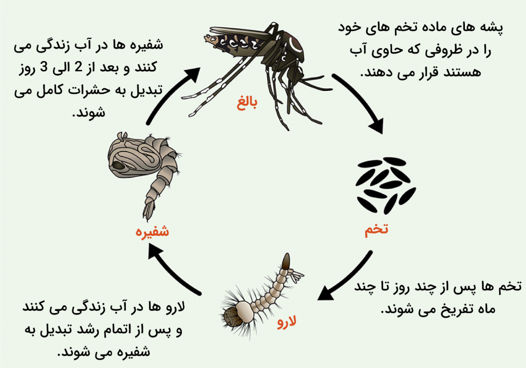 چرخه زندگی پشه های آئدس