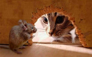 موش و گربه