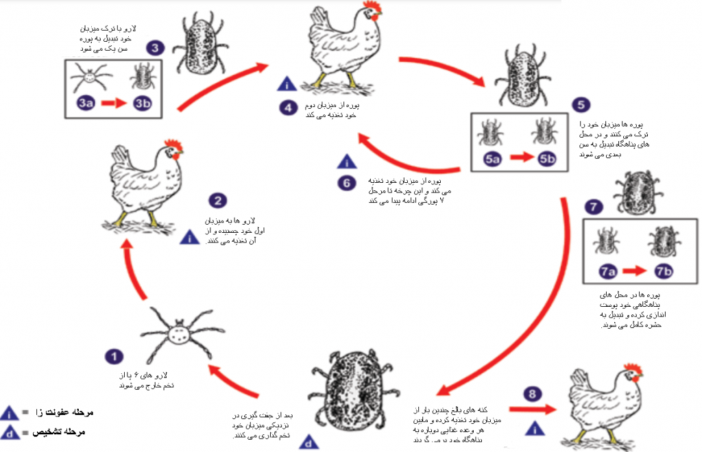 چرخه زندگی کنه مرغی