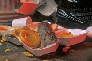 تغذیه موش ها از زباله ها