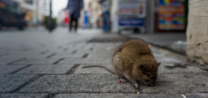 موش در پیاده رو