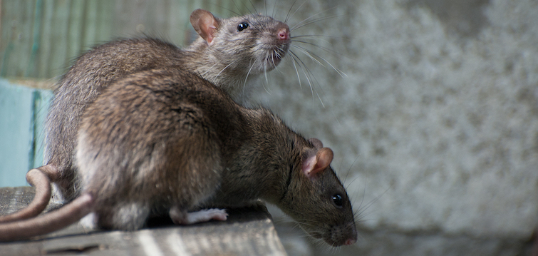 موش های خاکستری