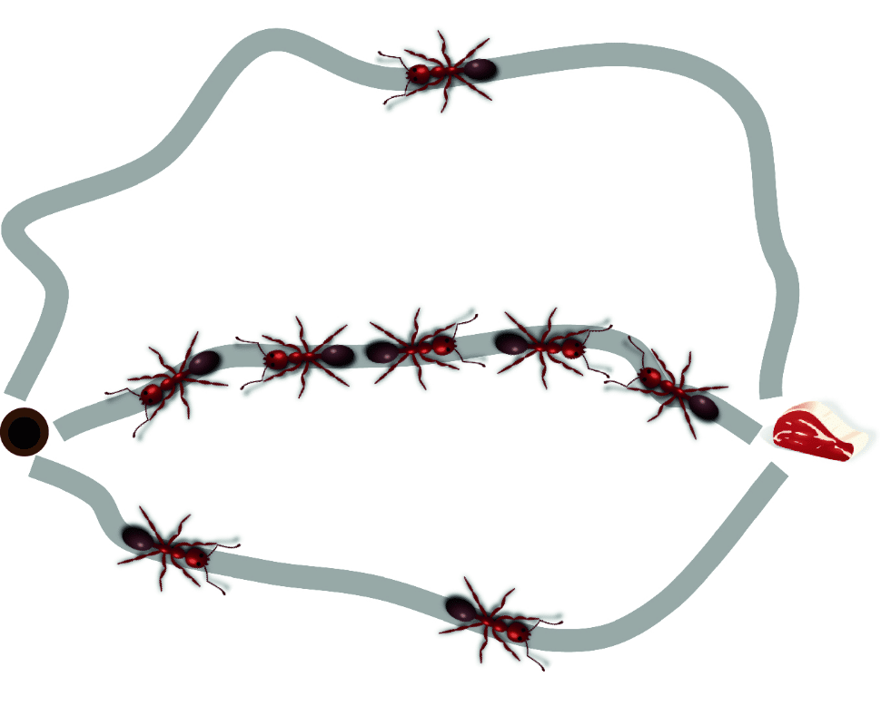 مسیریابی مورچه ها