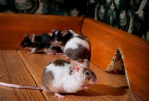 موش ها و لانه شان