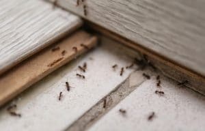 وارد شدن مورچه ها از شکاف